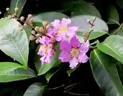 banaba leaf extract