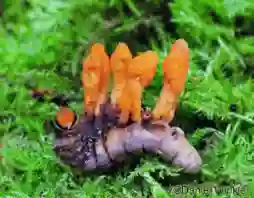 cordyceps militaris