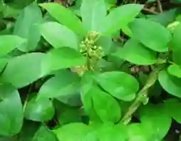 gymnema sylvestre
