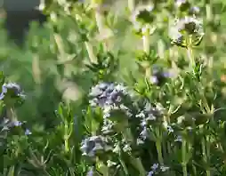 synergistic metabolic blend